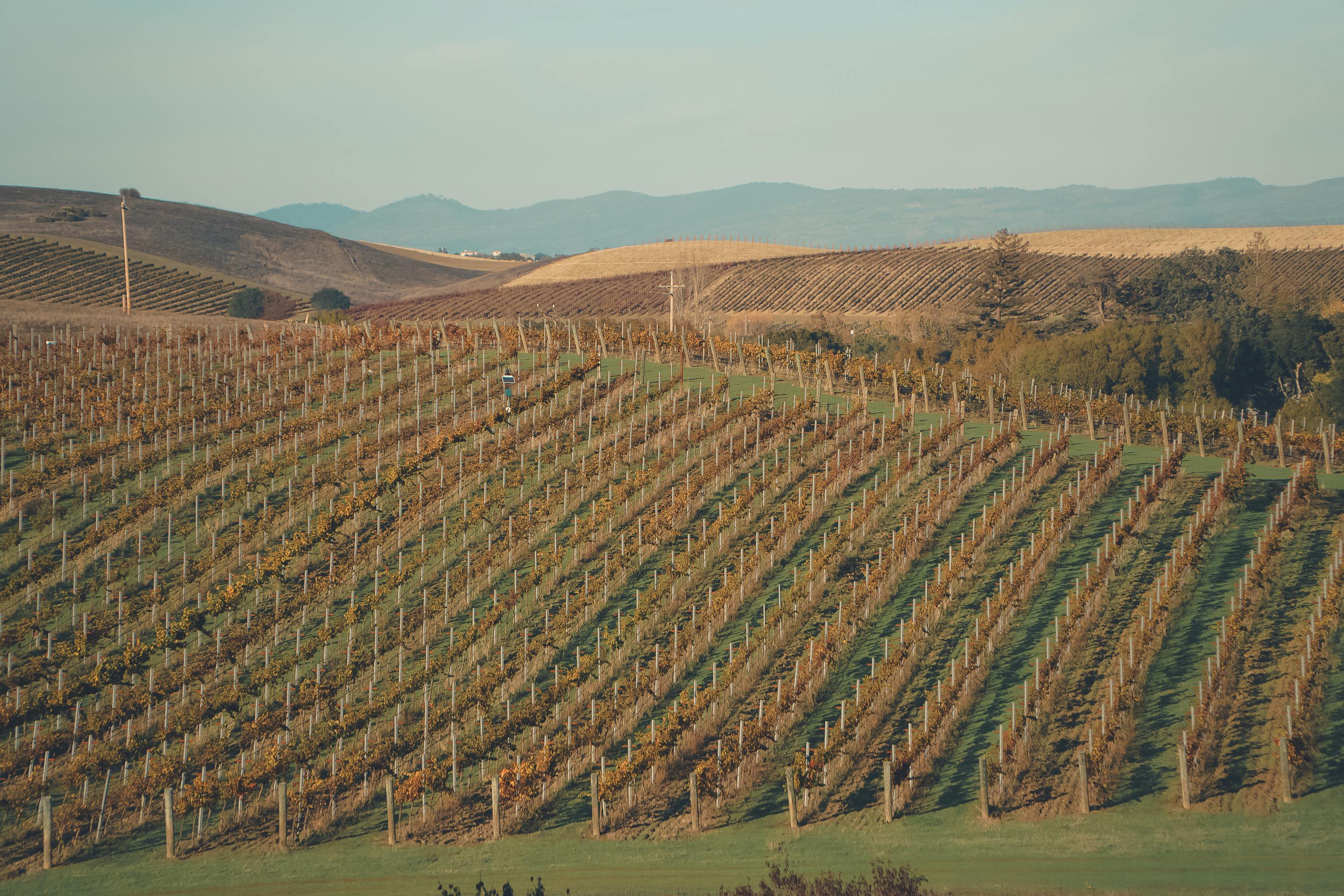 California Wine Before the Blockbusters