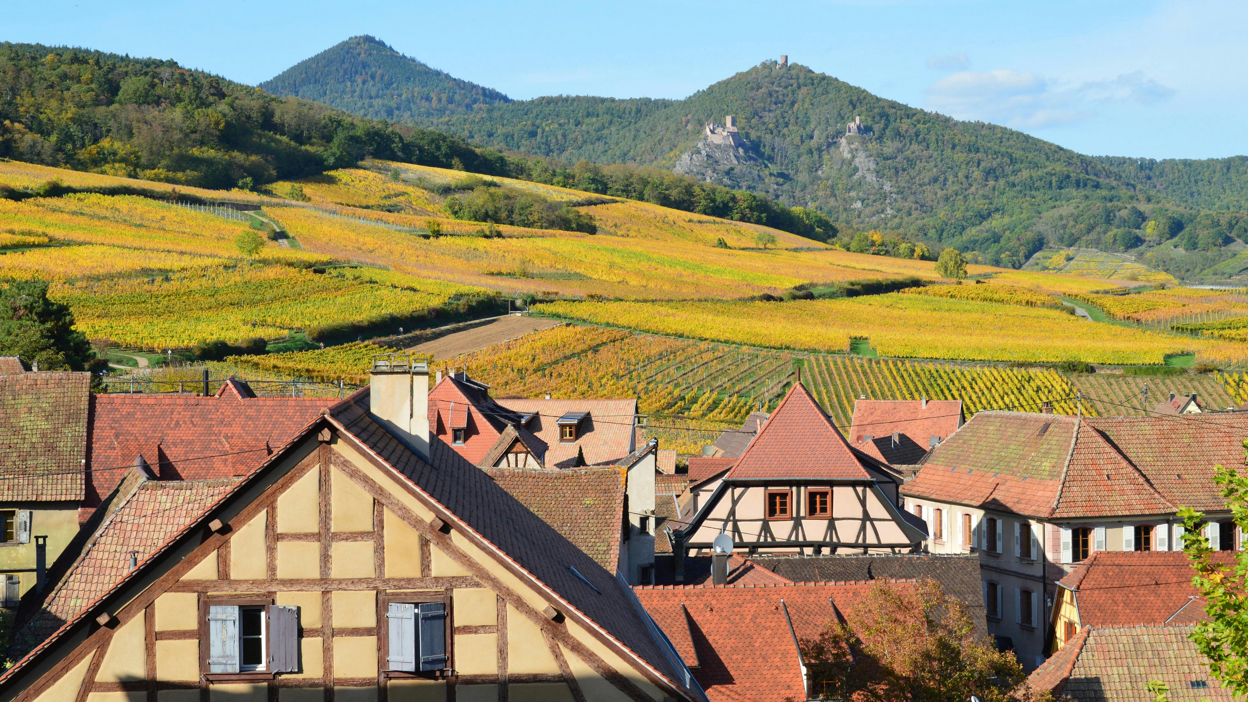Domaine Zind Humbrecht and the Case for Alsace Grand Cru