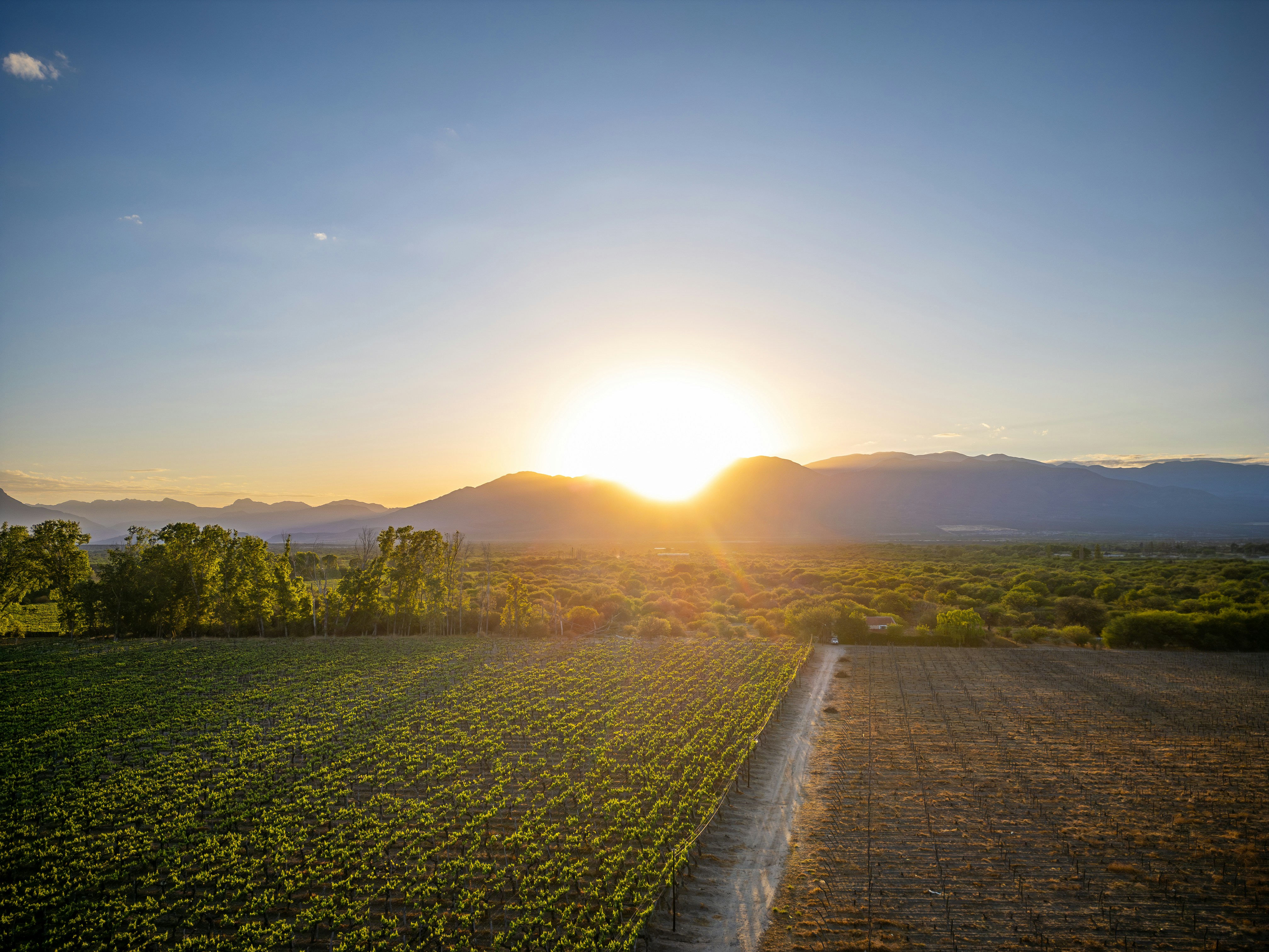 Why Argentine Malbec Tastes Different at Altitude