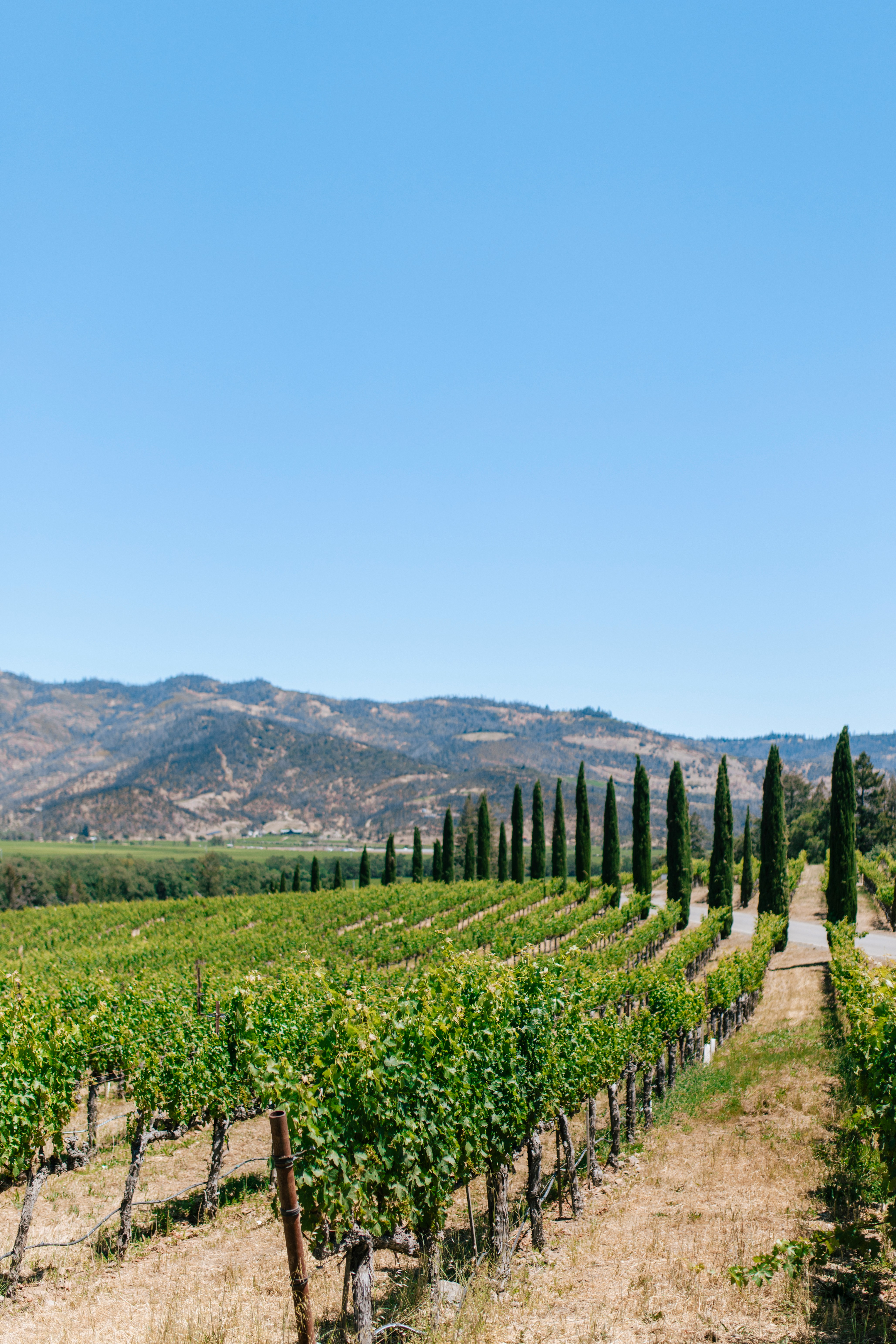 Napa's 2020 and 2021 Aren't Adjacent — They're Opposites