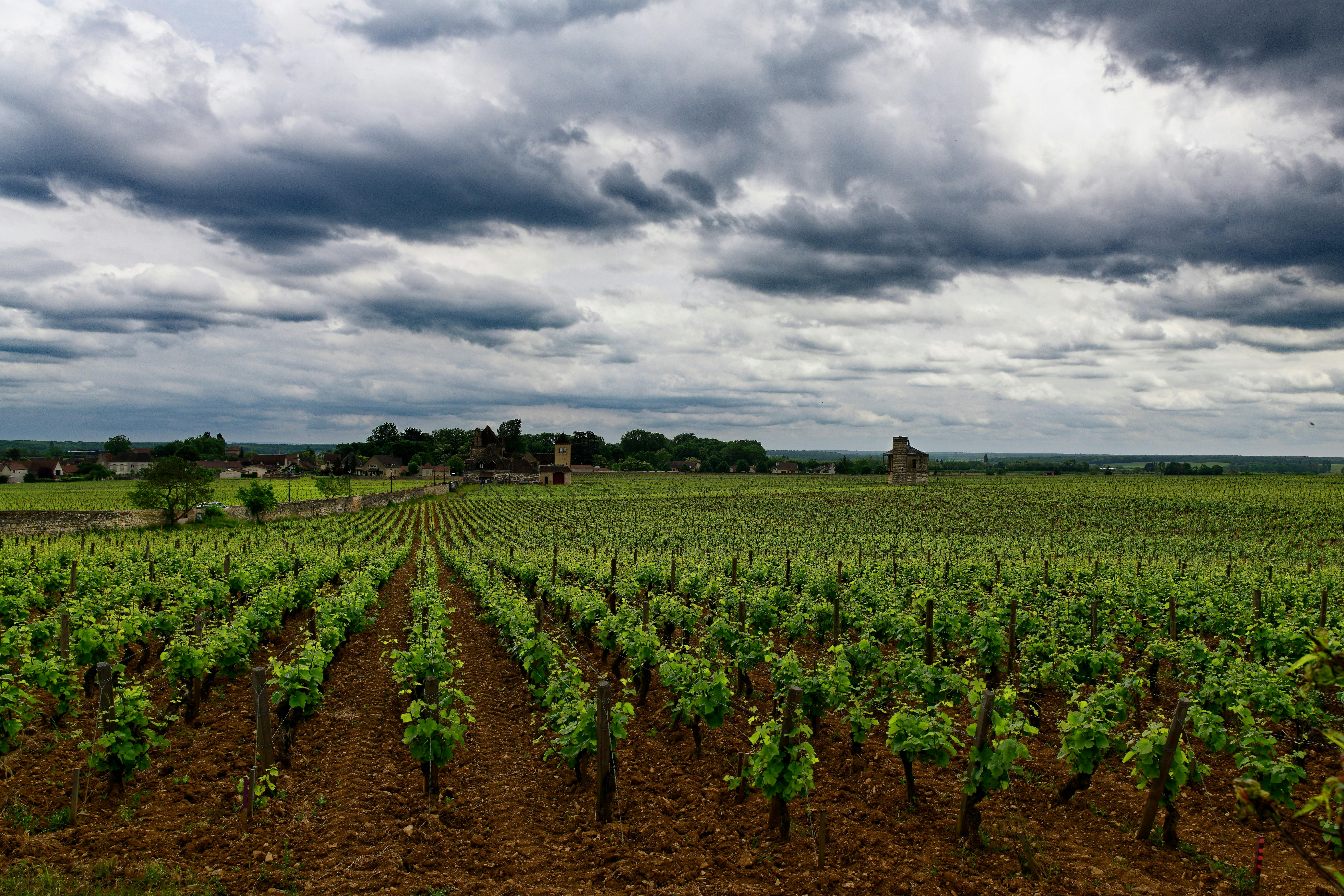 Why Romanée-Conti Lives at Auction
