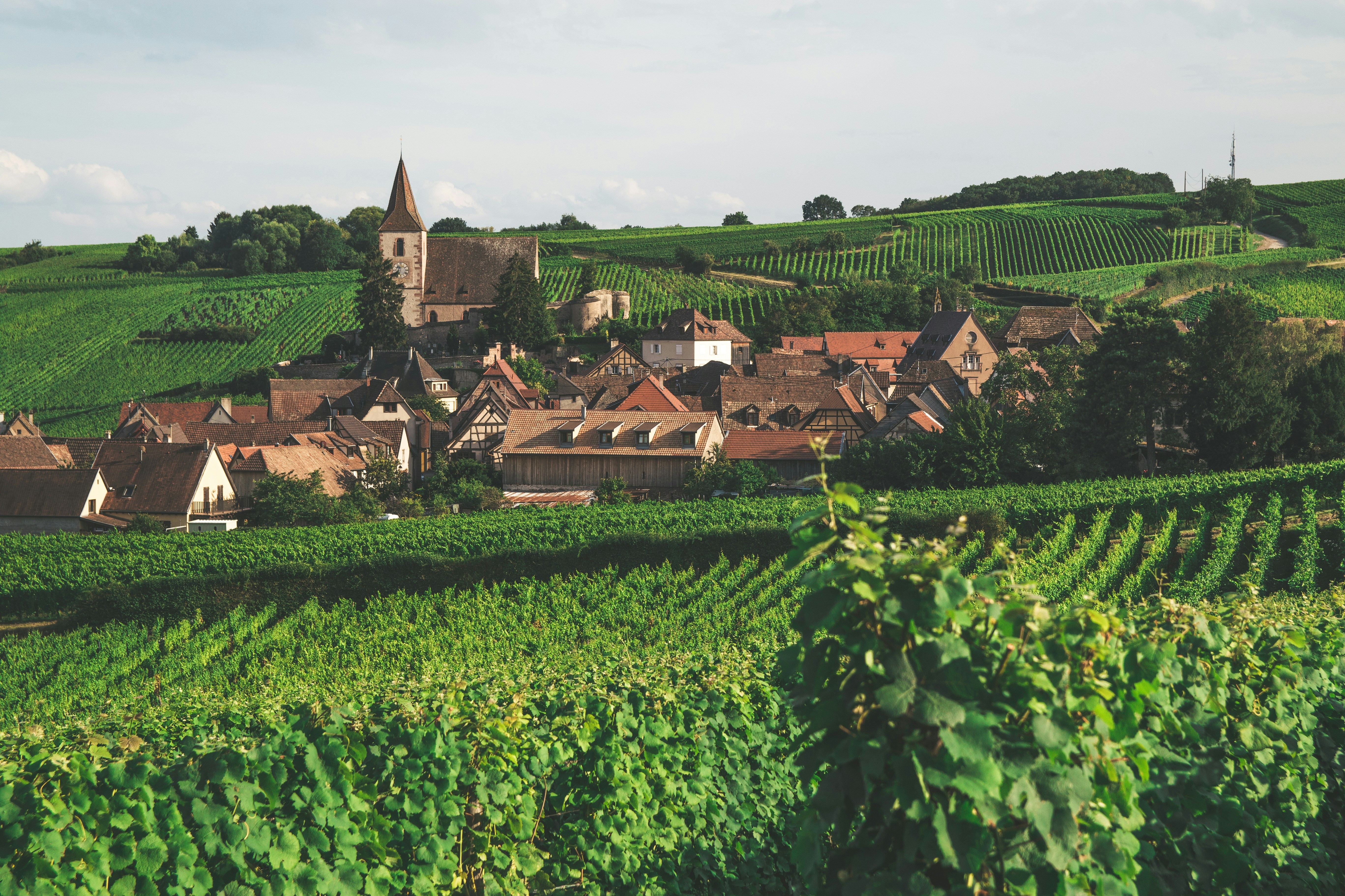 Alsace vineyards with the Vosges mountains behind — France's most-driven wine route