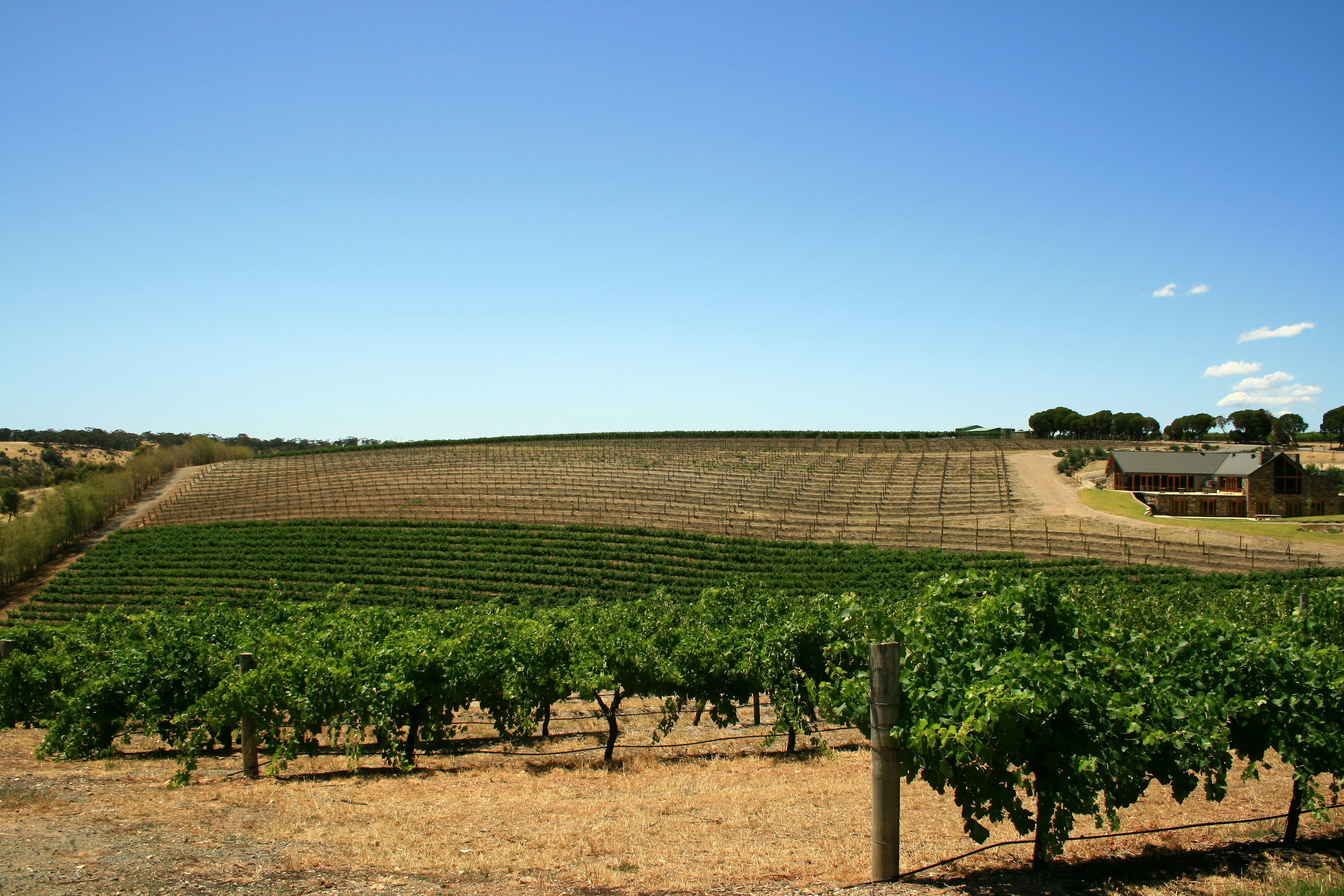Syrah and Shiraz Are the Same Grape — and That's the Whole Point