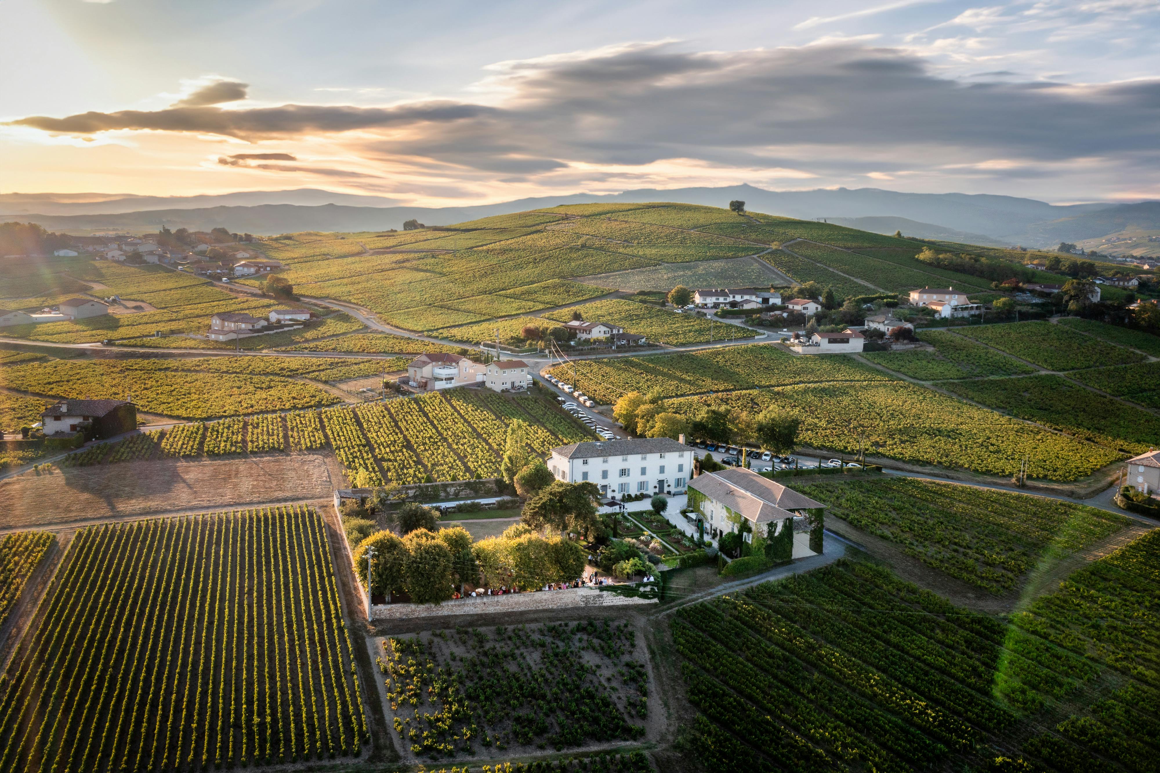 Beaujolais After the Punchline