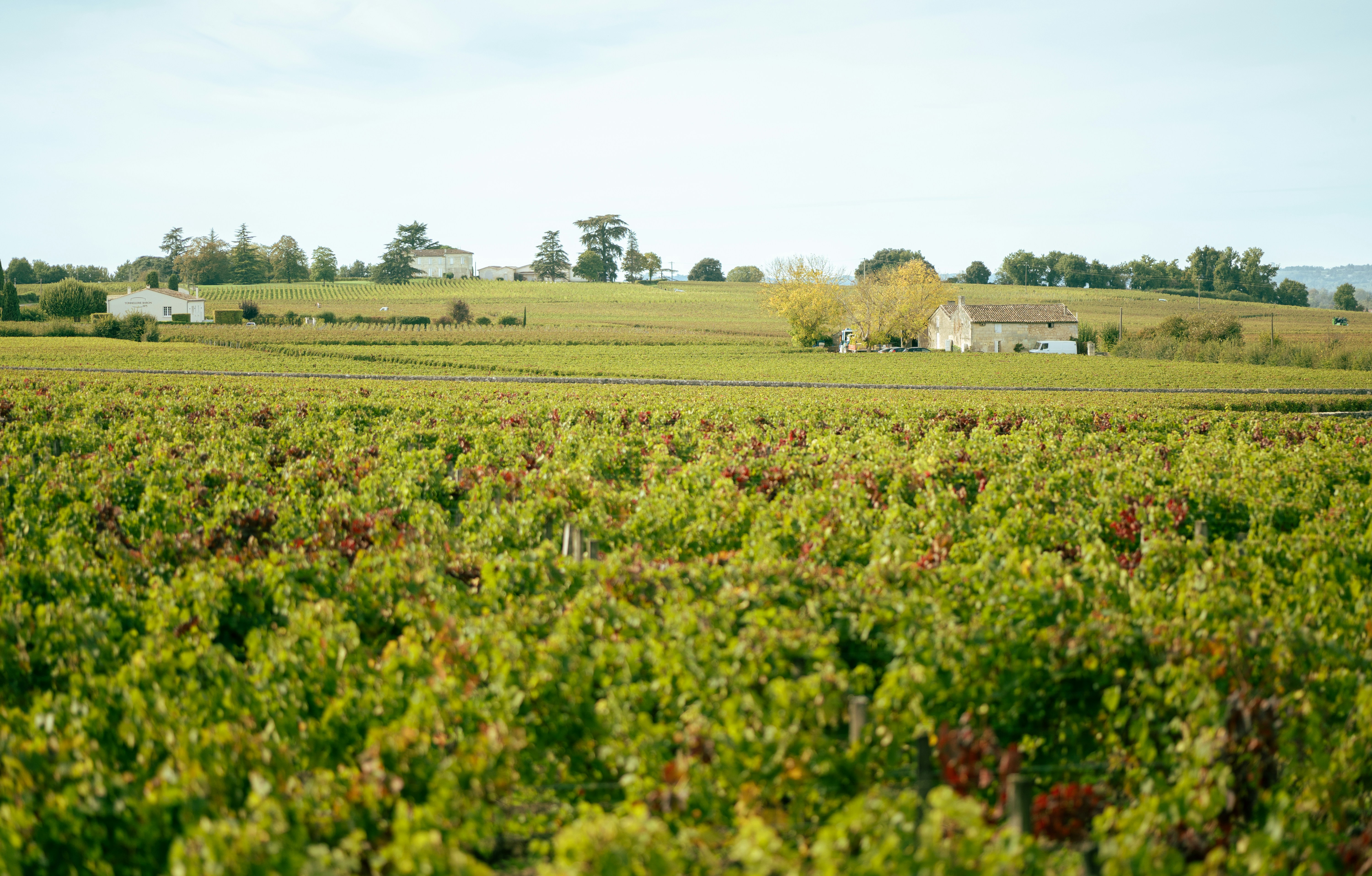 Cabernet Sauvignon: An Accident in Bordeaux