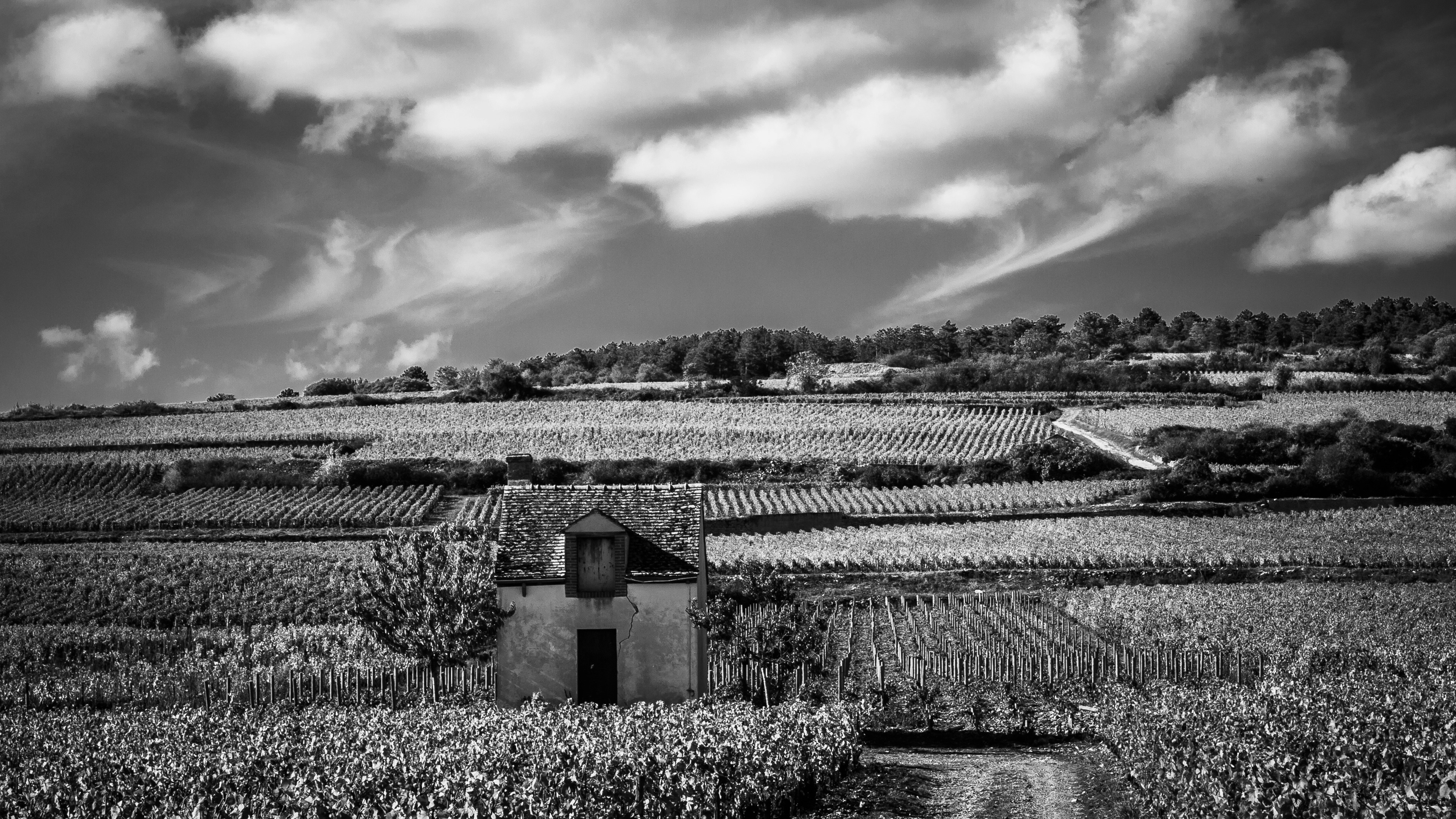 Bouchard Père & Fils: The Turnaround That Took Decades to Notice