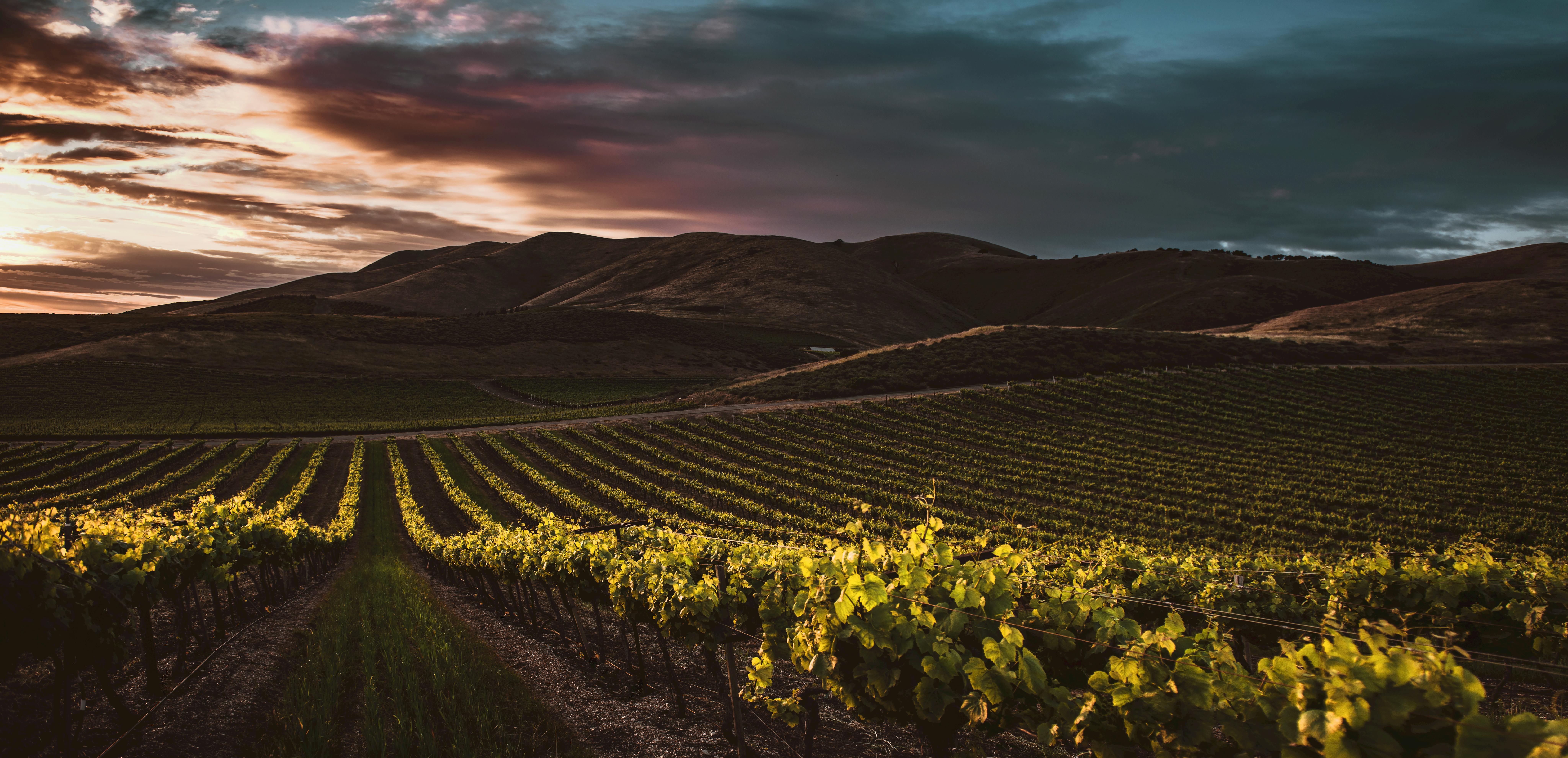 A Varietal Label Is a Minimum, Not a Recipe