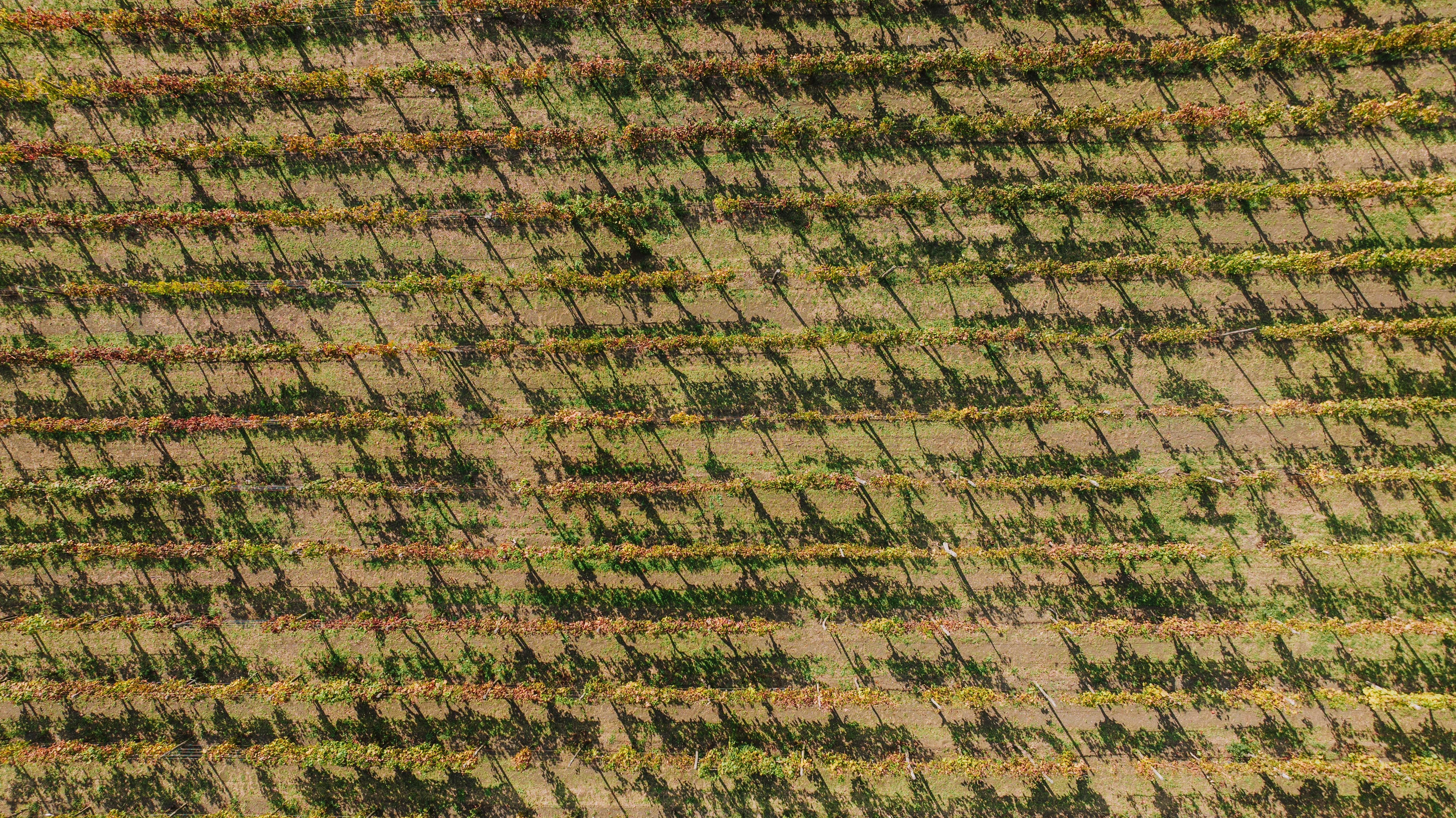 How Mastroberardino Saved Aglianico