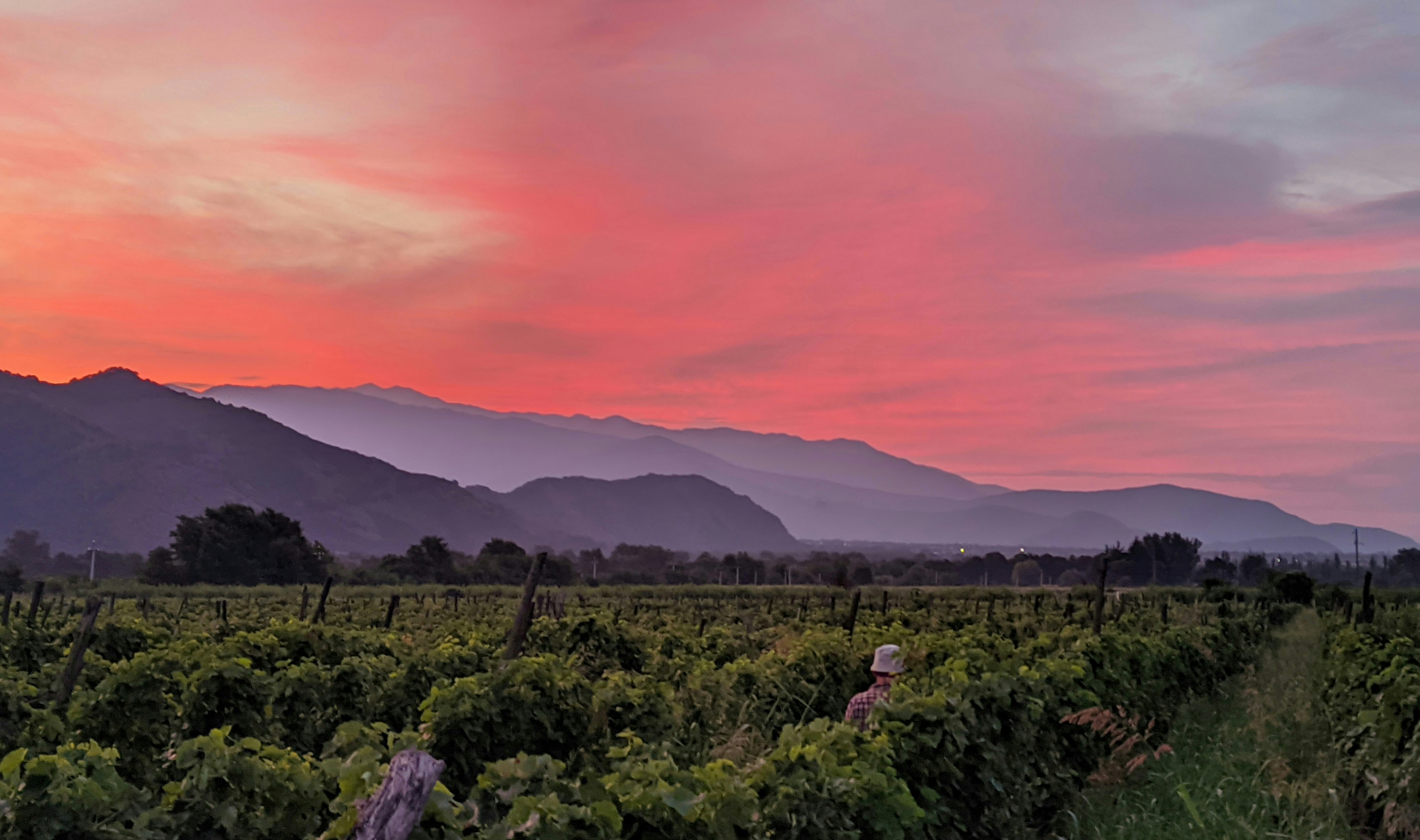 Why Kakheti Ferments White Grapes Like Red Ones