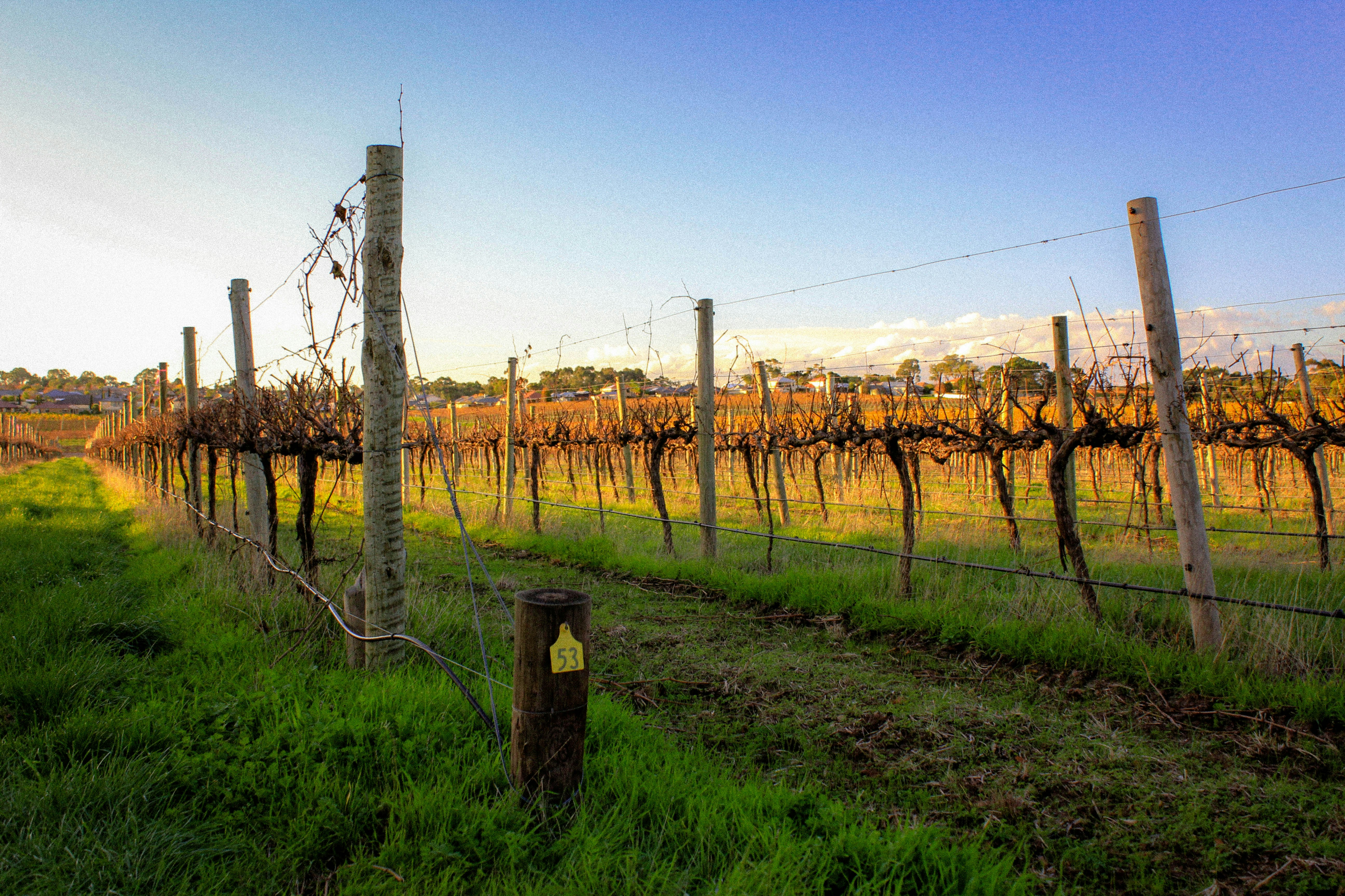 d'Arenberg: The Last Basket Press in Australia