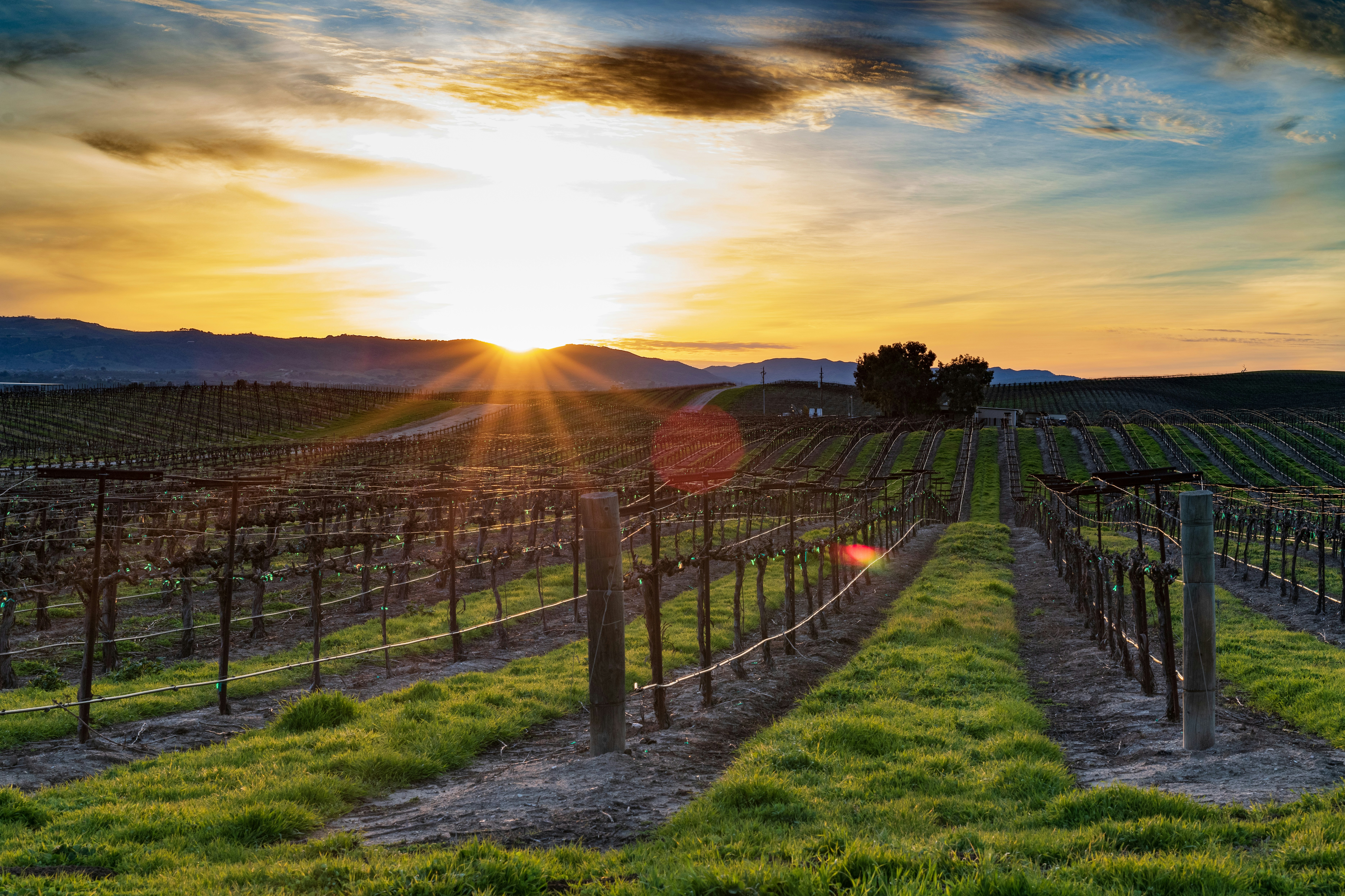 Saxum Made Its Name on Paso Robles Limestone, Not Paso Robles Sun