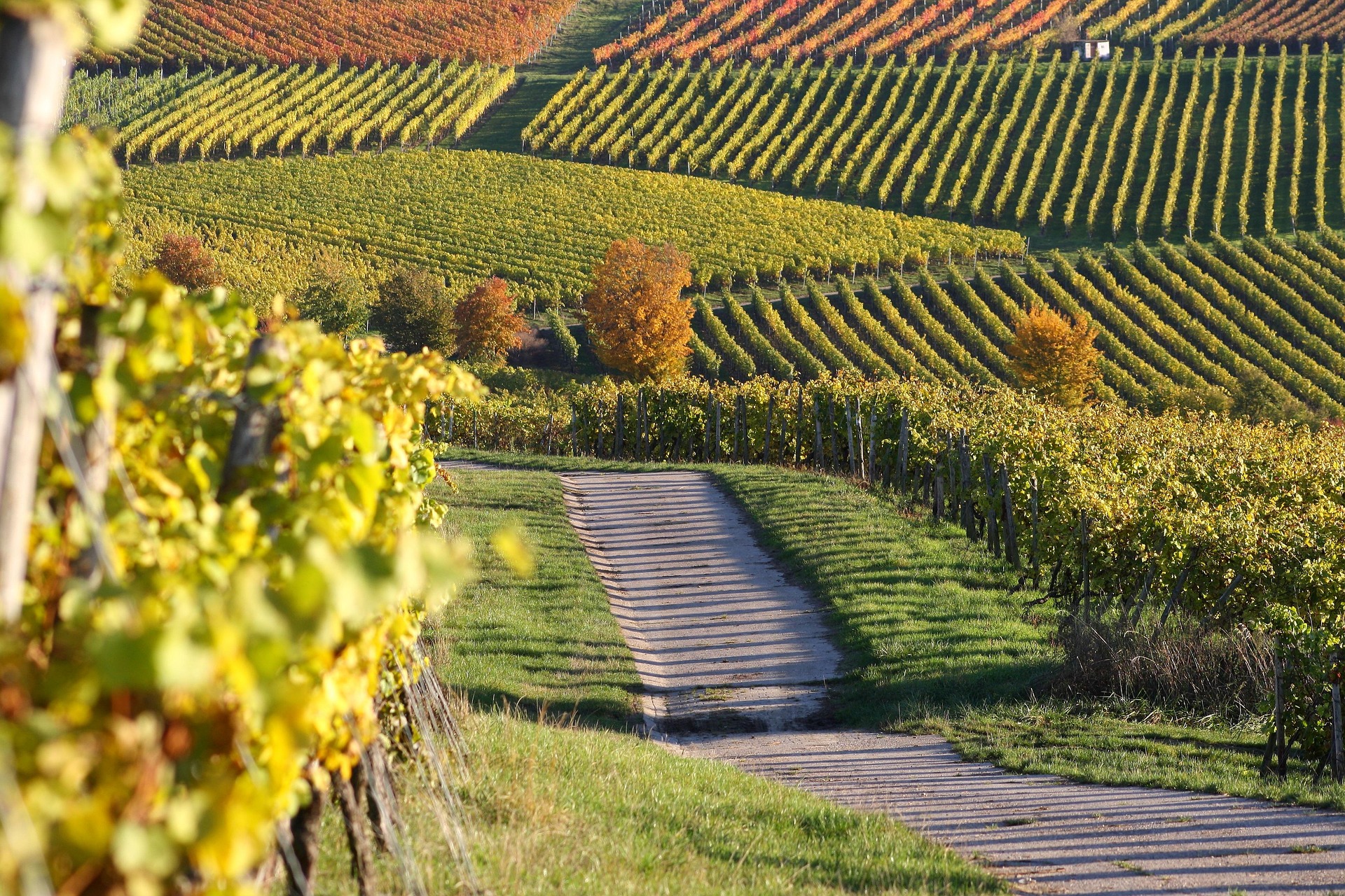 Rheinhessen's Wonnegau Pivot