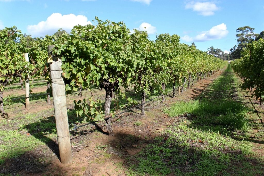 Vasse Felix: The Science Experiment That Became Margaret River