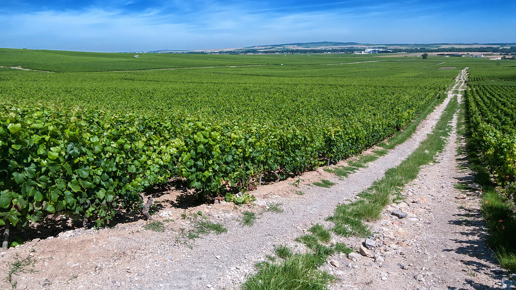 Champagne Lost Half a Harvest and You Won't Taste It