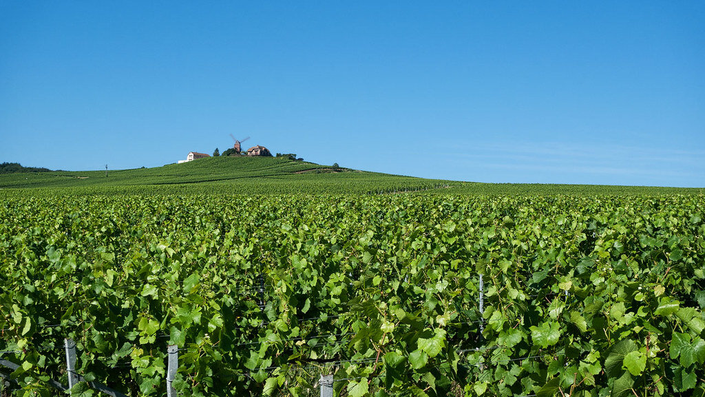 Cédric Bouchard Makes Champagne by Subtraction
